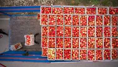 Your Guide to Shipping Produce